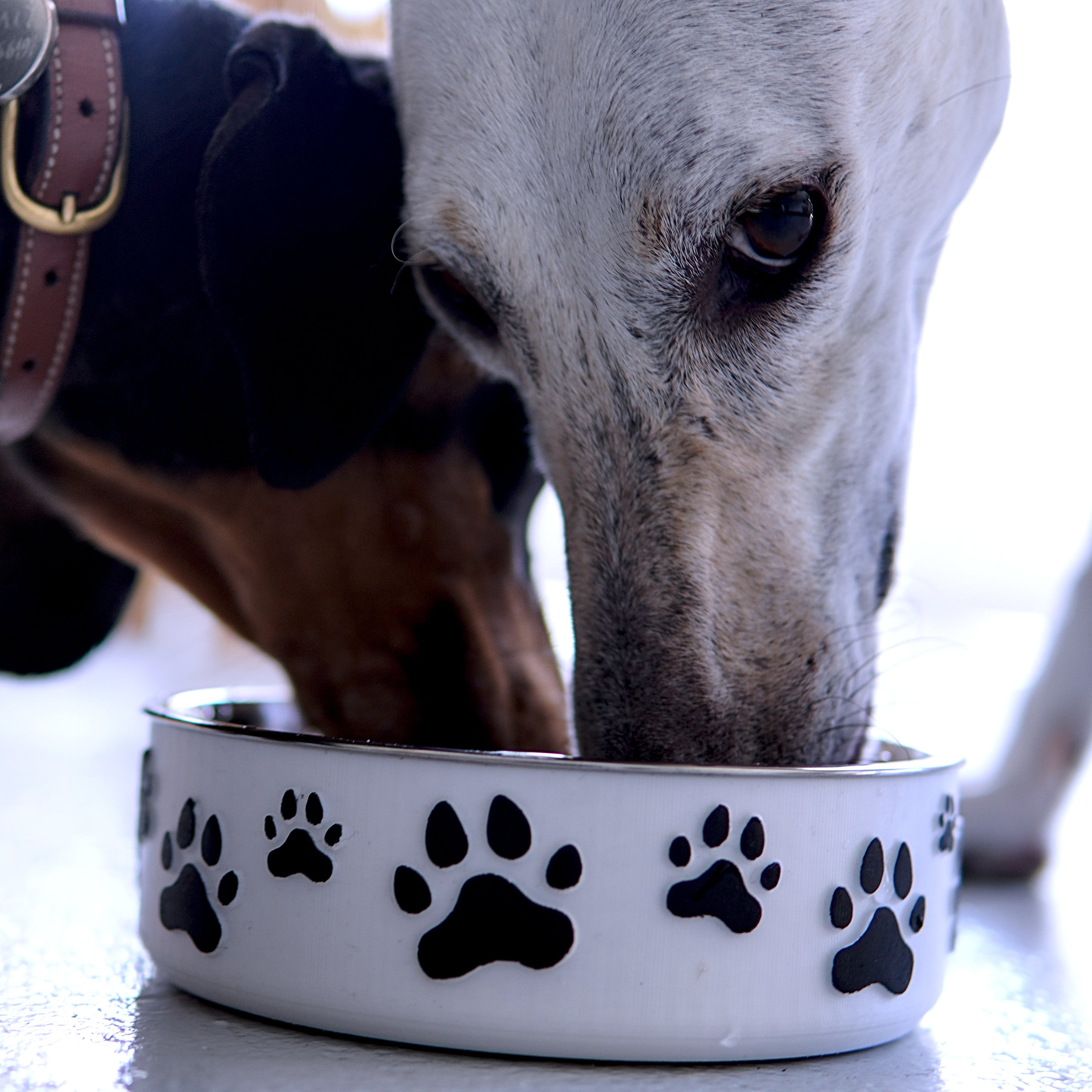 Forma Pets – The Pawprint Edition | Hand-Finished Designer Pet Bowl