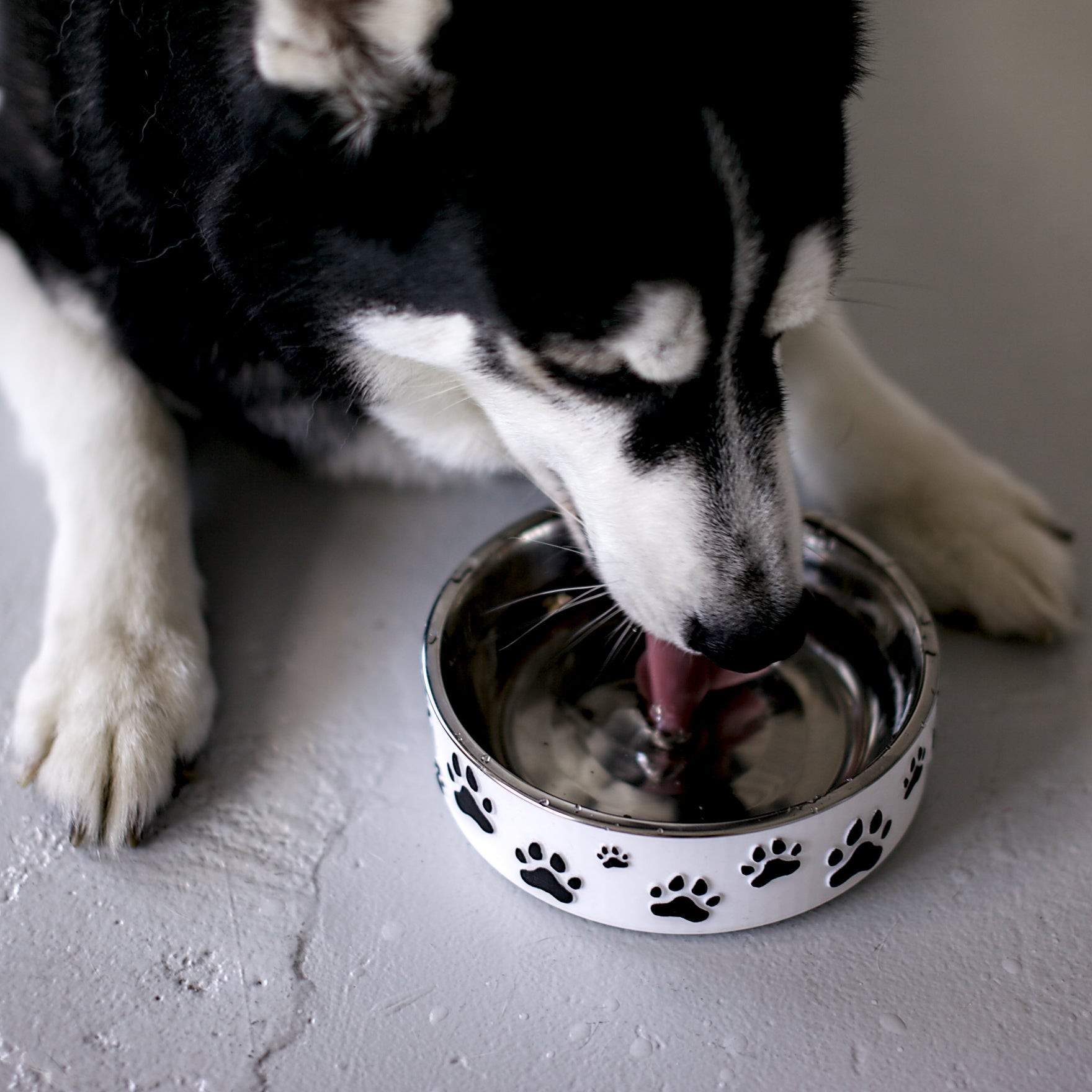 Forma Pets – The Pawprint Edition | Hand-Finished Designer Pet Bowl